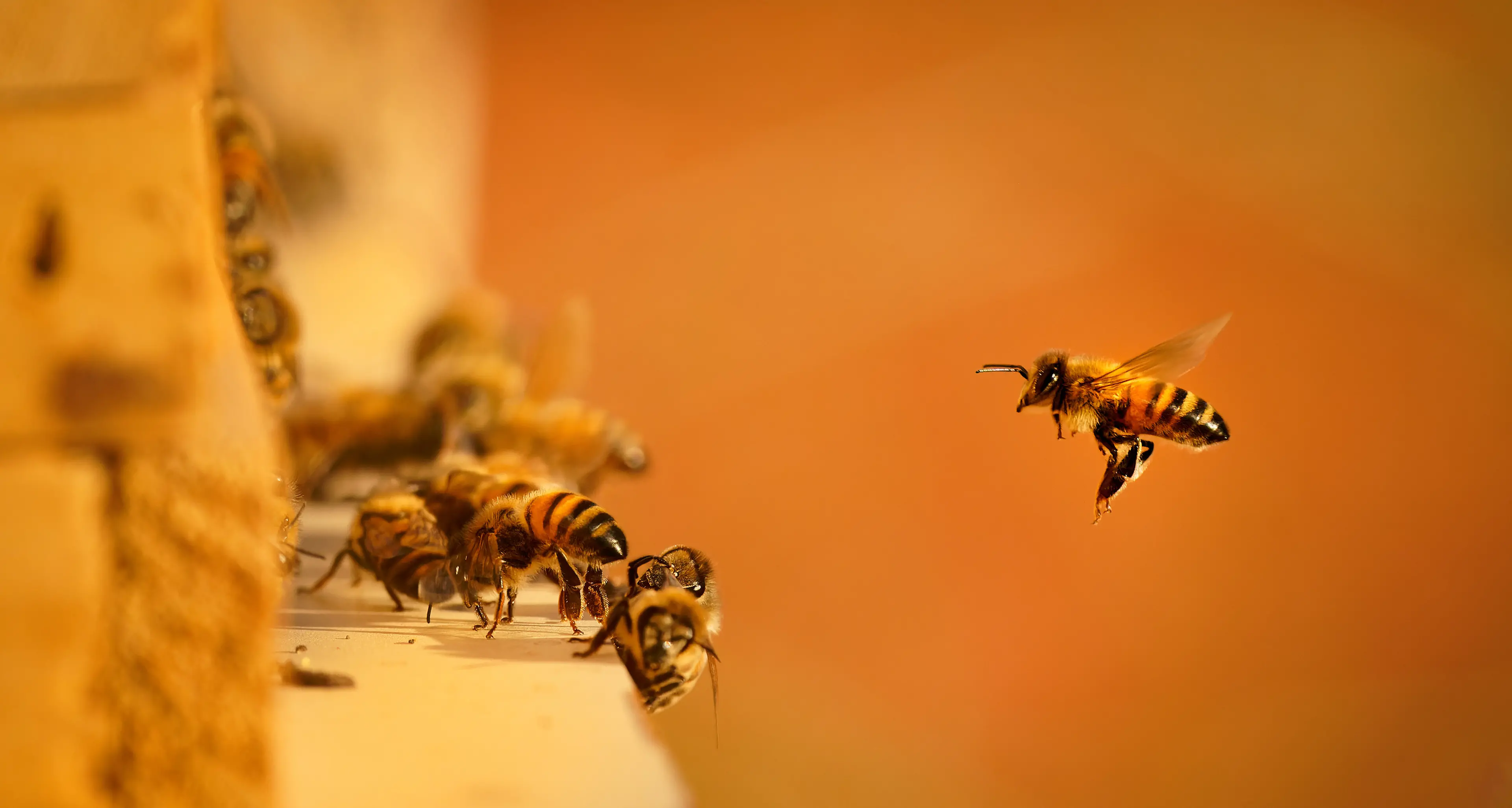 Bees have never been more of a friend