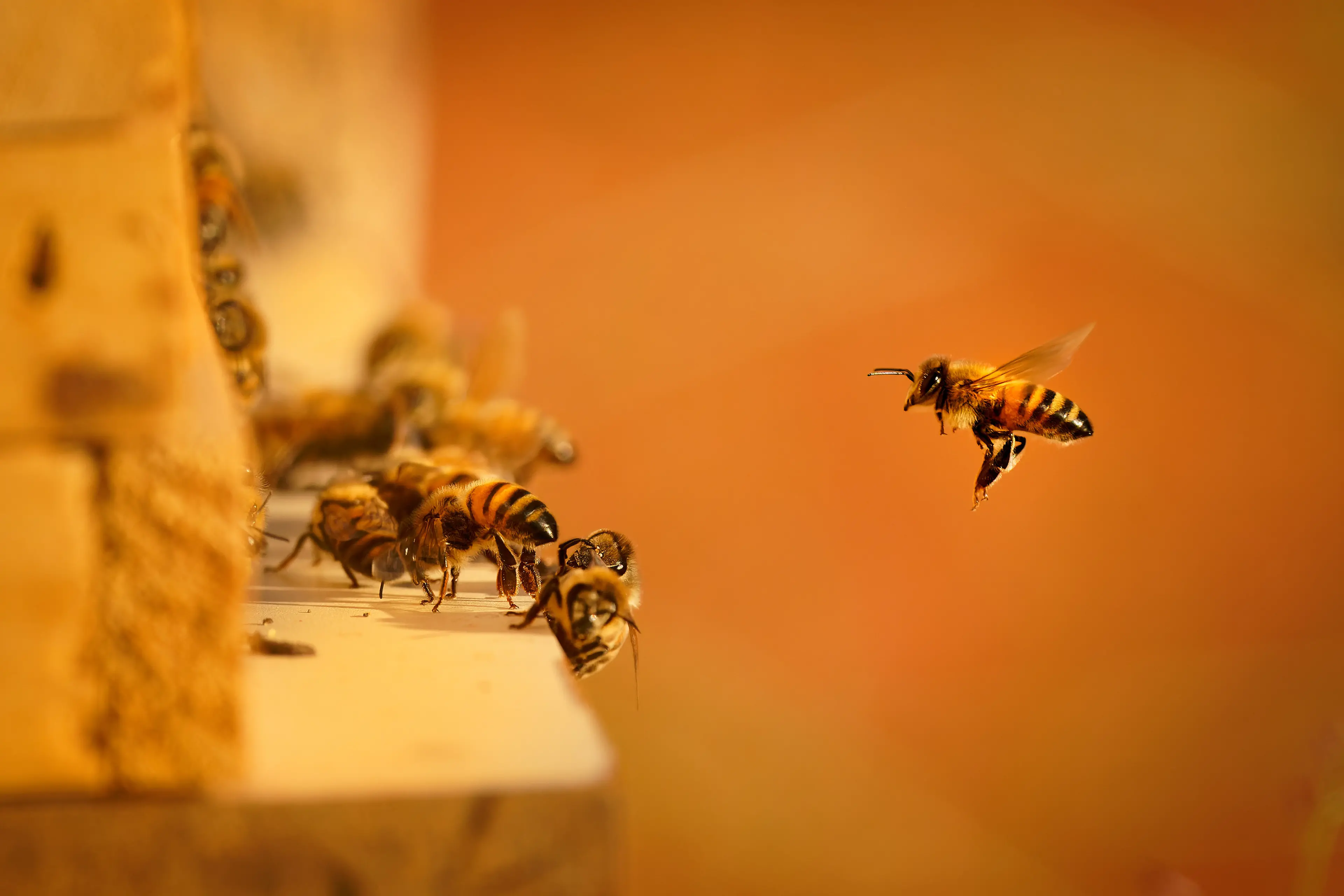 <p>HUMANITY\\'S SAVIOURS: A new report has created a baseline to plan for the health of Australia\\'s honey bee colonies, pollination, and food production: IMAGE: phototrip.cz/AdobeStock</p>\\n