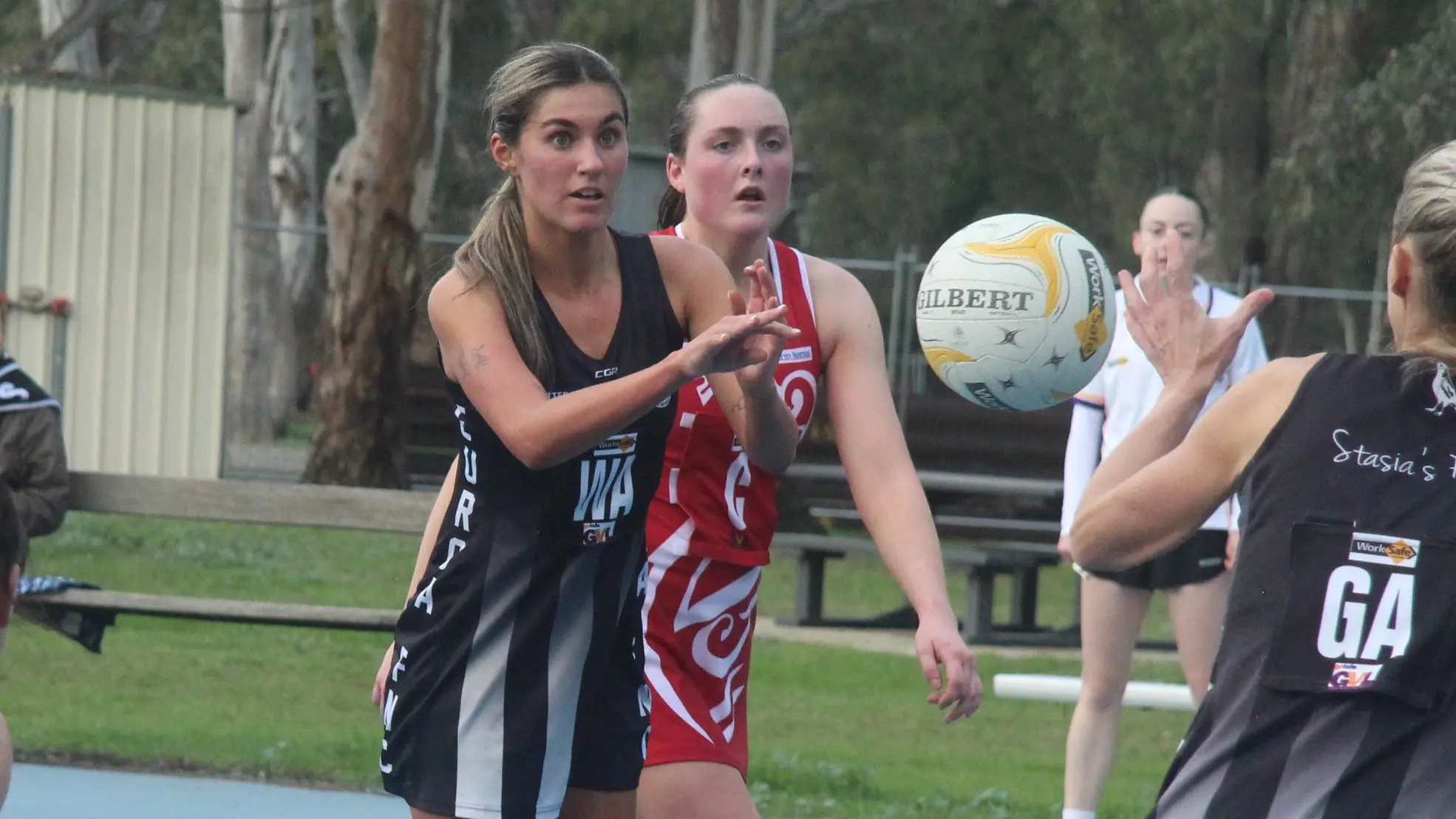 Magpies swoop on the Swans’ nest