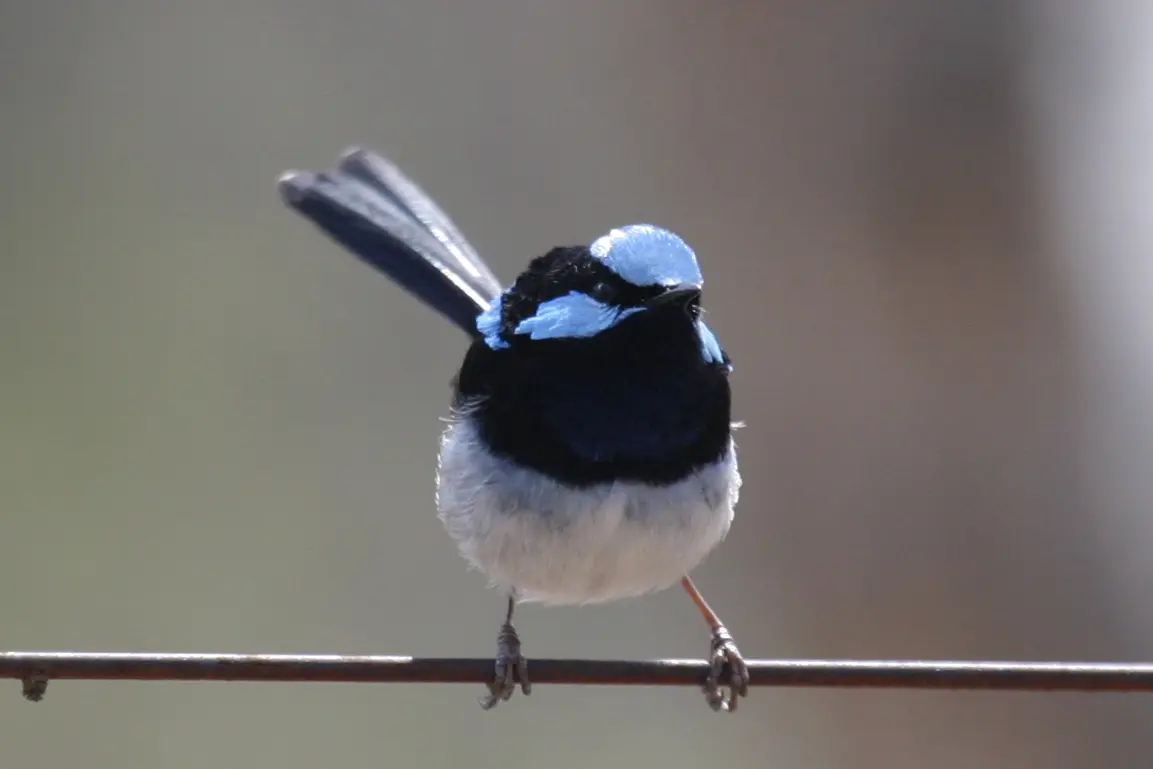 <p>COUNT ME IN: Anyone can join in the Aussie Bird Count 2026 by simply spending 20 minutes outside anywhere and counting what birds they see. PHOTO: K Vang and W Dabrowka</p>\\n