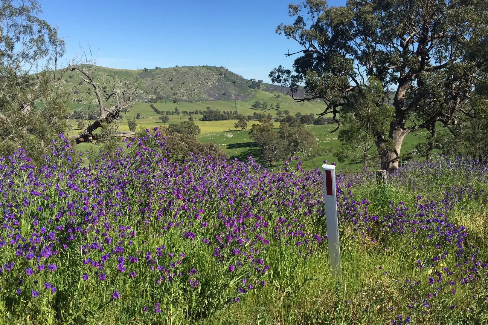 <p>IT IS TIME TO TAKE IT ON: Paterson\\'s curse is beginning to reinvade with greater force since the January bushfires activated its seedbank. PHOTO: Landcare</p>\\n
