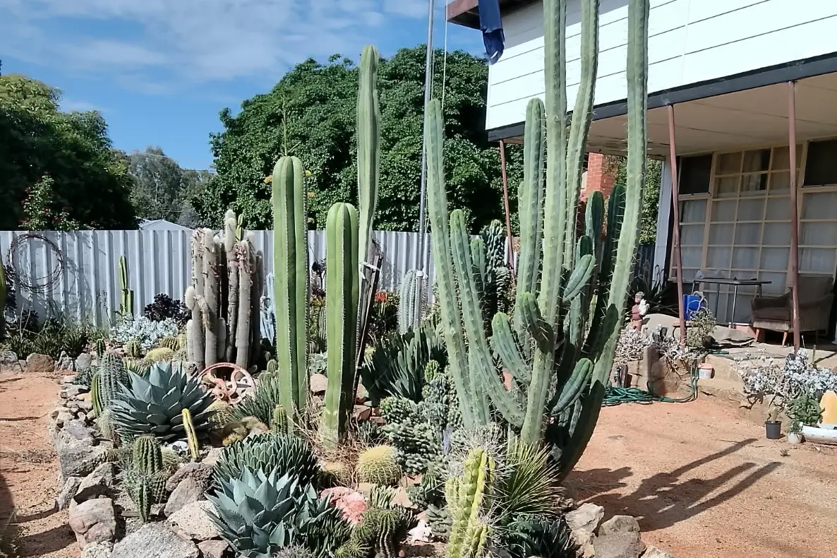 Simplest plants chosen when times get tough