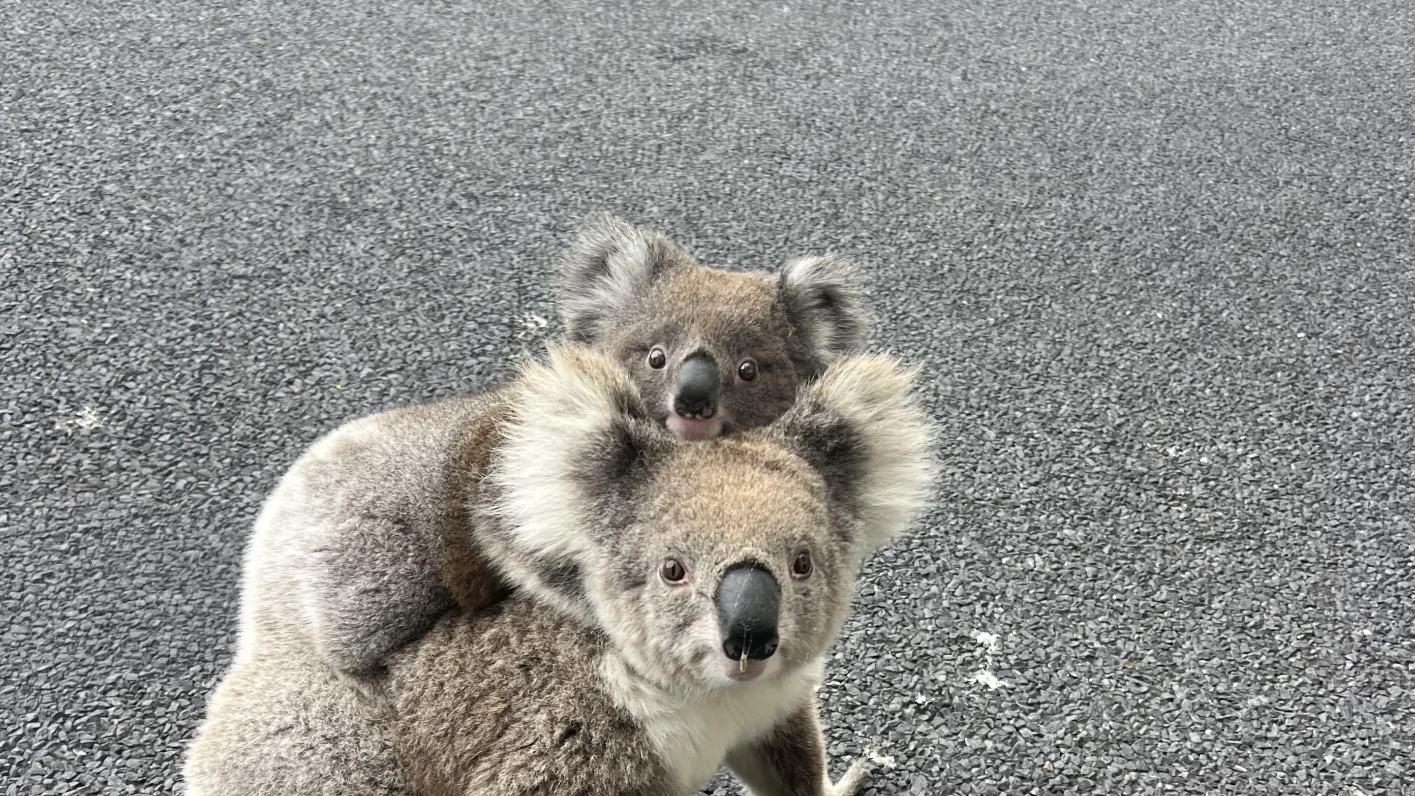 Koala sightings offer hope after fires
