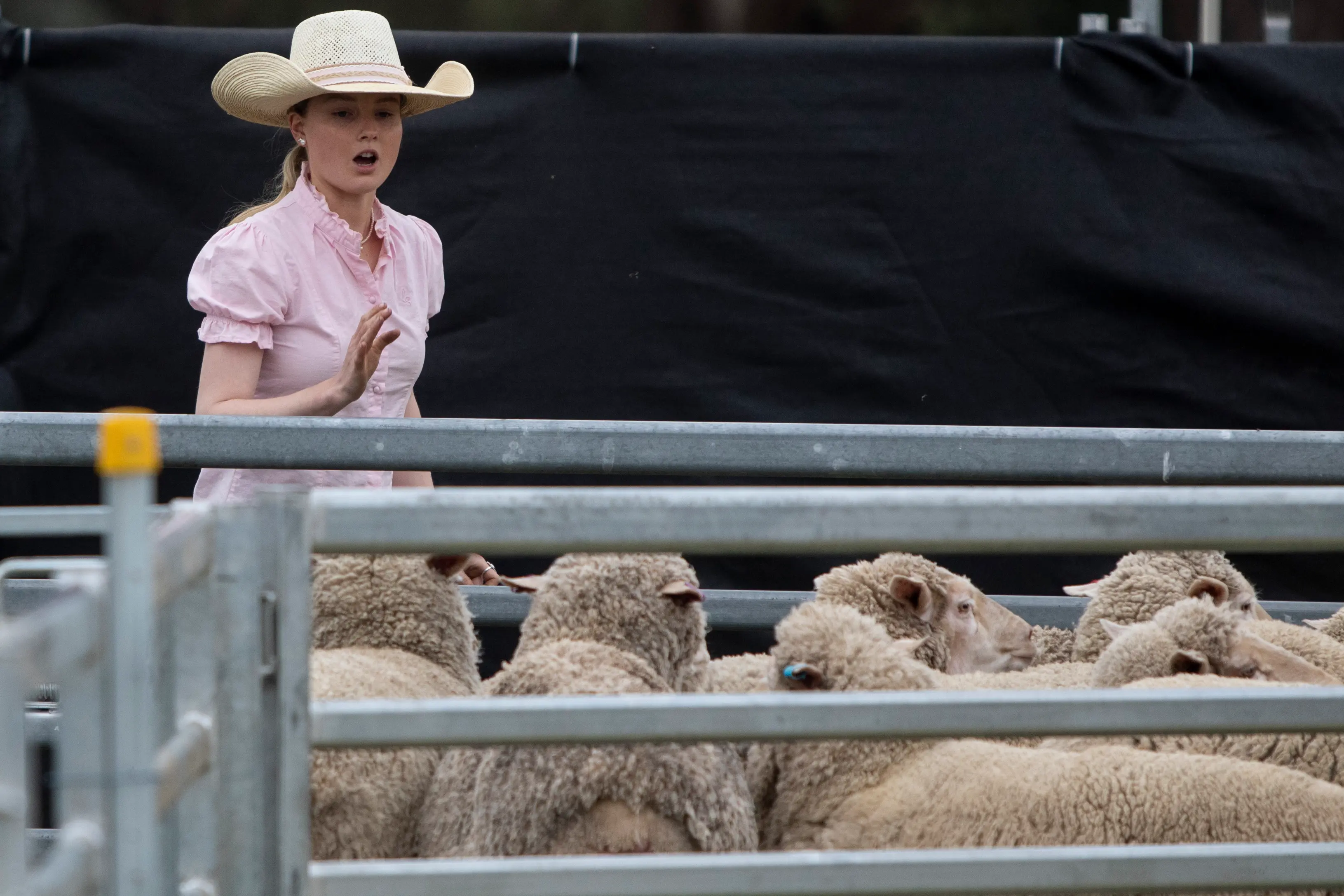 <p>READY, SET, SHOW: Lilly Fowler was a picture of concentration while her sheepdog Zena was out of sight but doing her share of the work as the duo competed in the Maiden Dog Yard Trial on Saturday at the Euroa Agricultural Show. PHOTO: Dale Mann</p>\\n